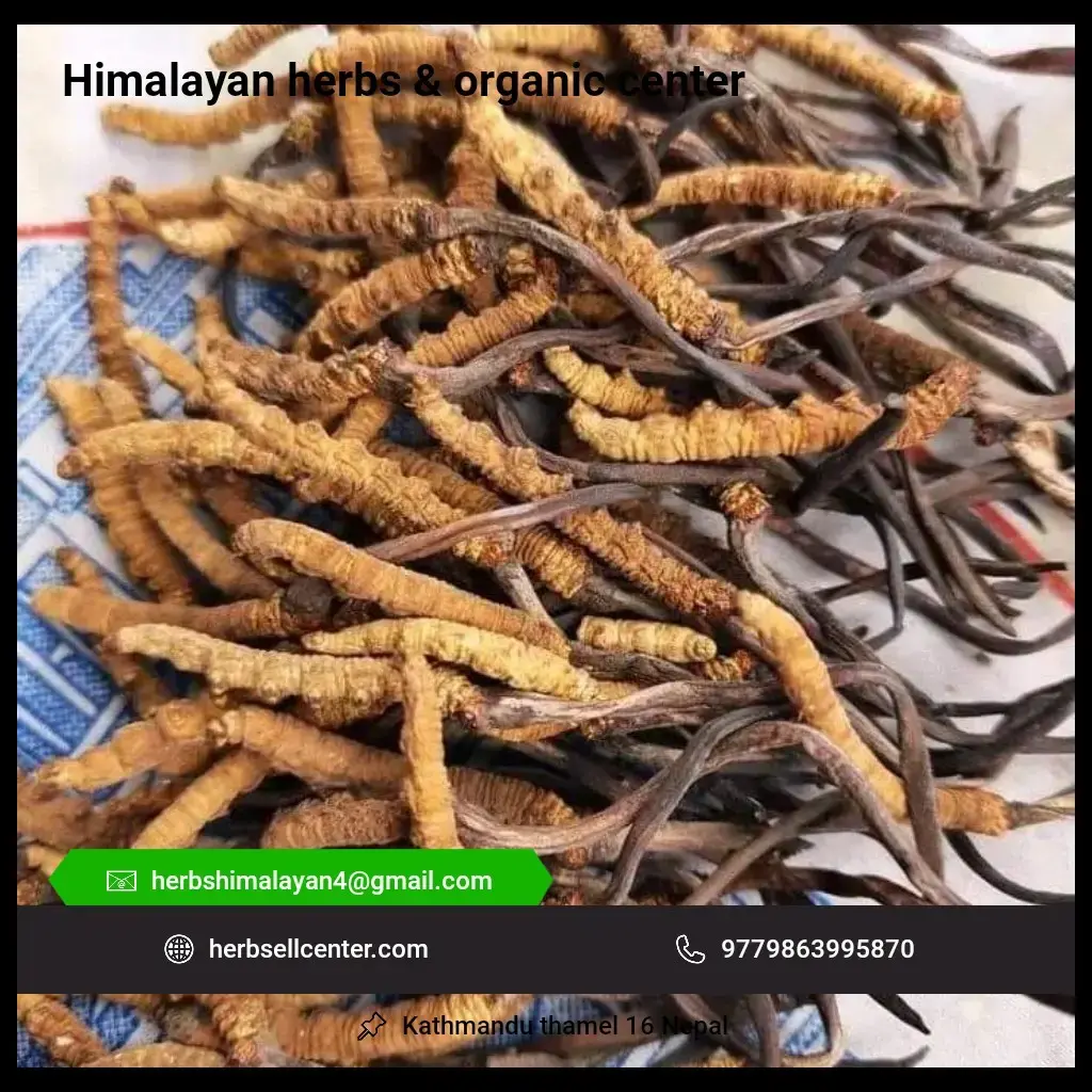 https://myorganicherb.com/admin/upload/images/3815-2025-07-17.png