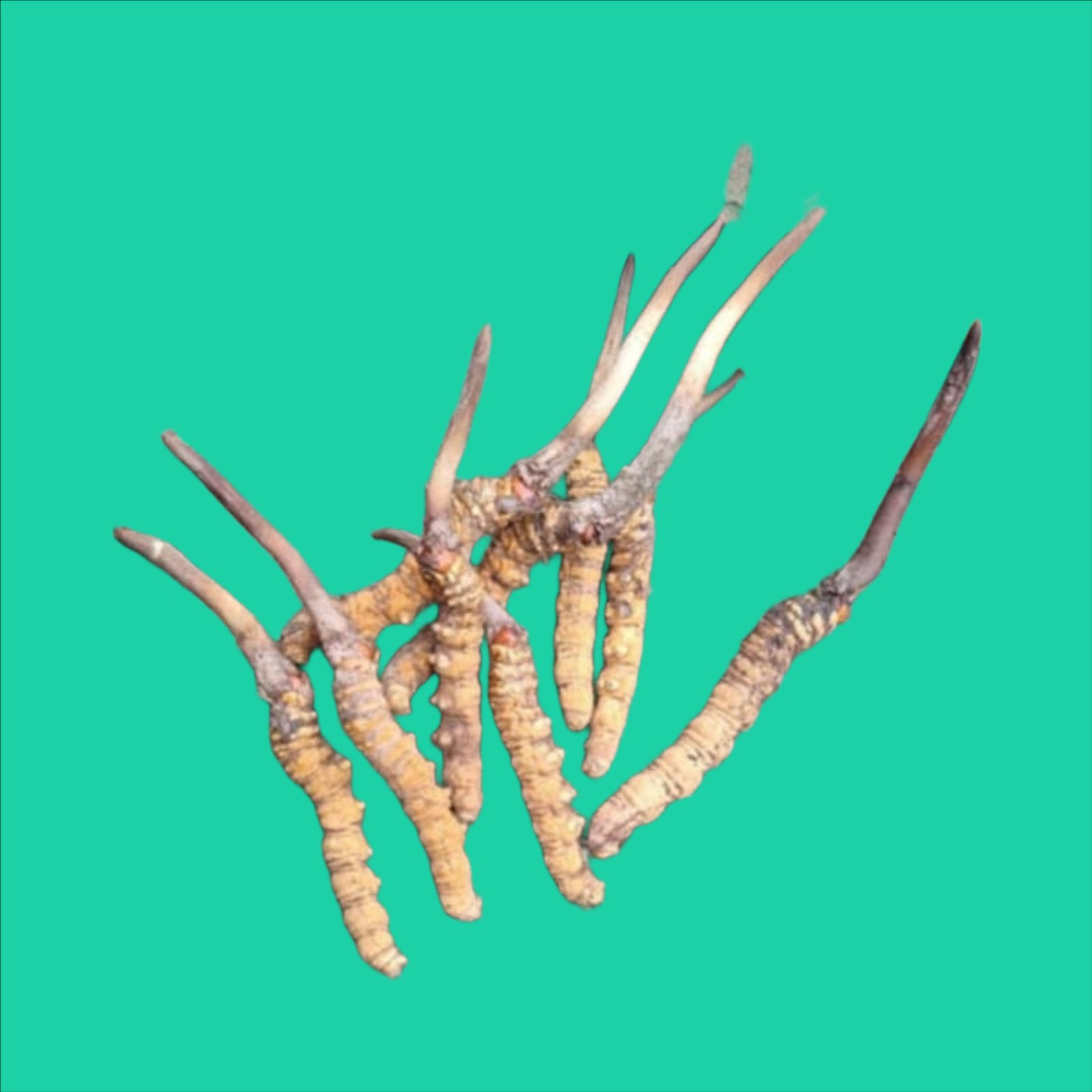  Yarsagumba( crydeceps)